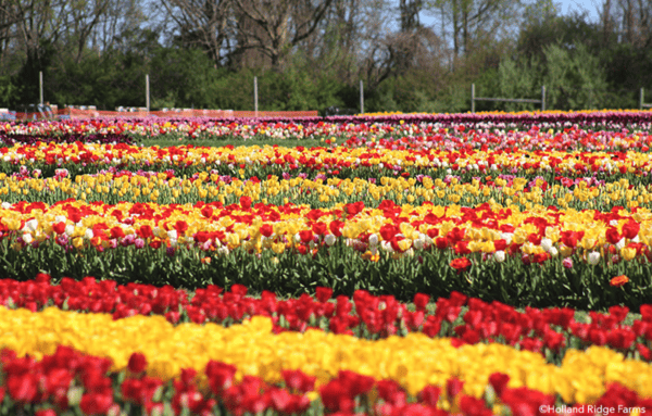 12 Must-Stroll Gardens in New Jersey